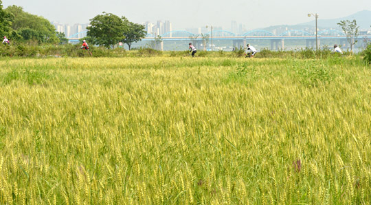 작성: 한국 네티즌본부