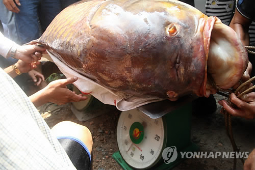 작성: 한국 네티즌본부