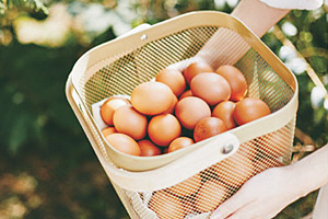 방목으로 키운 닭이 낳은 무항생제 유정란 산지직송… 배송 중 깨진 계란 100% 보상
