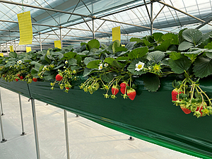 스마트폰으로 키운 딸기…서울시, 25일부터 수확체험 신청