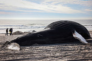 “고래야, 왜 거기 있니?”…11m 혹등고래, 해변가서 쓸쓸한 죽음