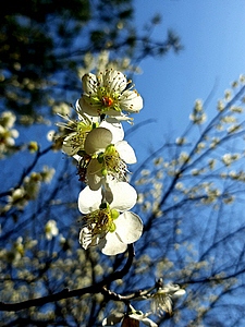 용산 대통령실 무궁화동산의 봄…목련·살구꽃·벚꽃이 어우러진 진풍경