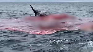 바다에 떠 있던 고래 사체 갑자기 폭발…몸 안에 있던 메탄가스 터진 듯