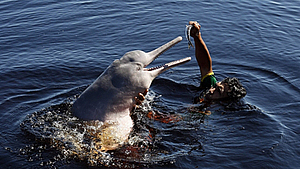 지구온난화 ‘짙은 그림자’…아마존서 강돌고래 100여마리 떼죽음