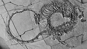 전설의 용? 중국에서 2억4000만년 전 파충류 화석 발견