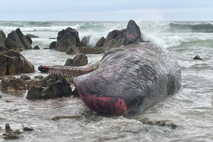  호주 해안가에 의문의 까만점들...정체는 거대한 죽음의 ‘고래떼’