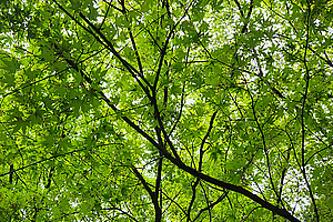 [포토 에세이]초록이 성큼…소리 없이 바뀐 나무