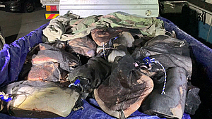 ‘불법 포획’ 1.4톤 고래 옮긴 일당 체포