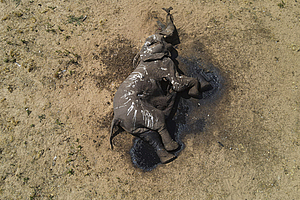 아프리카 코끼리·남극 펭귄 잇단 떼죽음… 2024년 ‘최악 기후재앙’ 온다